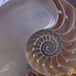 how build fibonacci retracement strategy — financial market analysis and trading insights for investors
