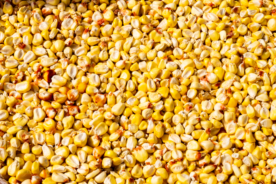 How Agricultural Weather Moves Corn & Wheat Prices how agricultural commodities corn wheat respond — financial market analysis and trading insights for investors