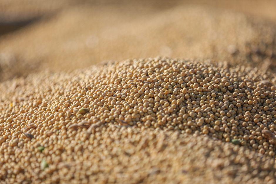 How to Invest in Agricultural Commodities: A Strategy how invest agricultural commodities beginner strategy — financial market analysis and trading insights for investors