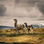 how use defi llama for tracking — financial market analysis and trading insights for investors