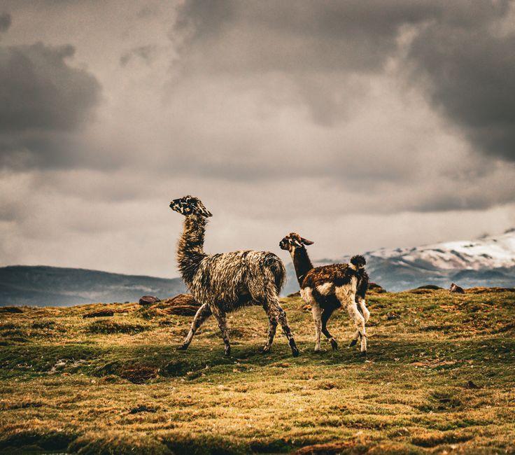 how use defi llama for tracking — financial market analysis and trading insights for investors