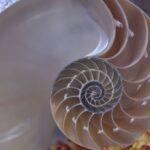 how use fibonacci with elliott wave — financial market analysis and trading insights for investors