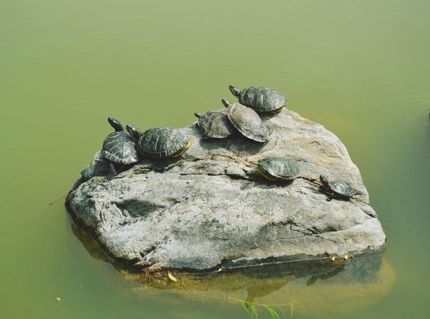 ict turtle soup strategy how trade — financial market analysis and trading insights for investors