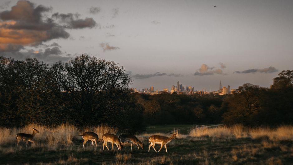 London Open Kill Zone: Best Pairs and Exact Setup Times london open kill zone best pairs — financial market analysis and trading insights for investors
